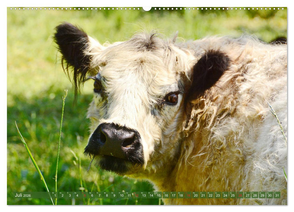 Eifeler Kuhwiesen (CALVENDO Premium Wandkalender 2026)