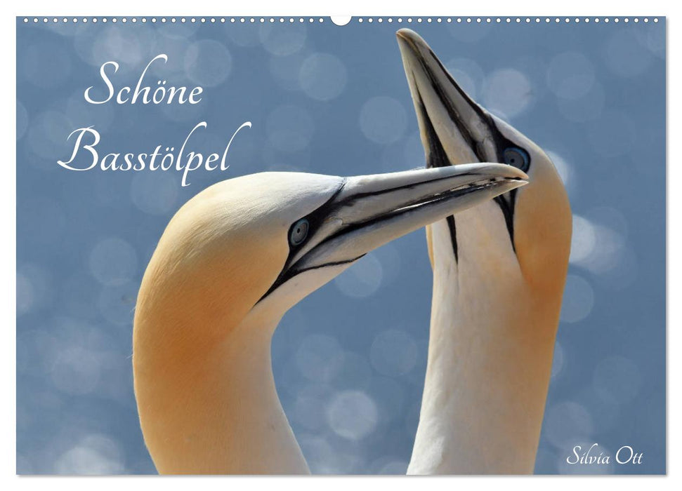 Schöne Basstölpel (CALVENDO Wandkalender 2026)