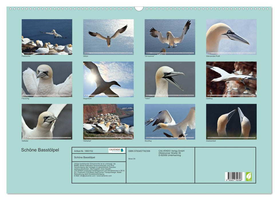 Schöne Basstölpel (CALVENDO Wandkalender 2026)
