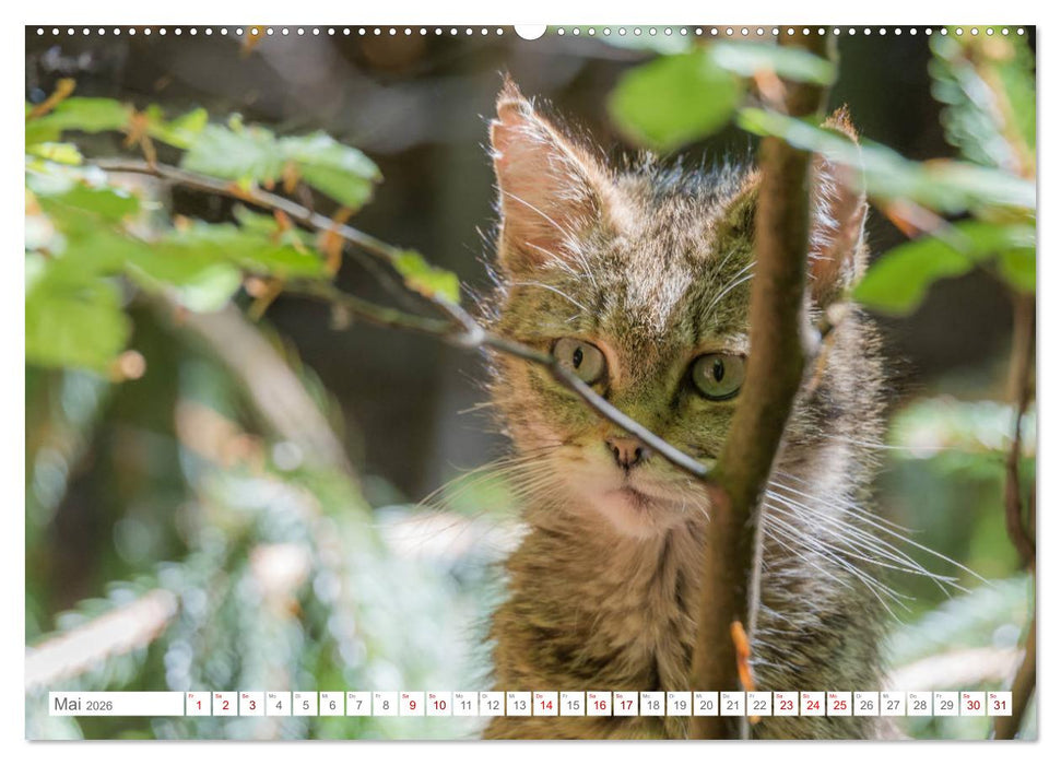 Wildkatzenbabys - wild und zuckersüß. (CALVENDO Wandkalender 2026)