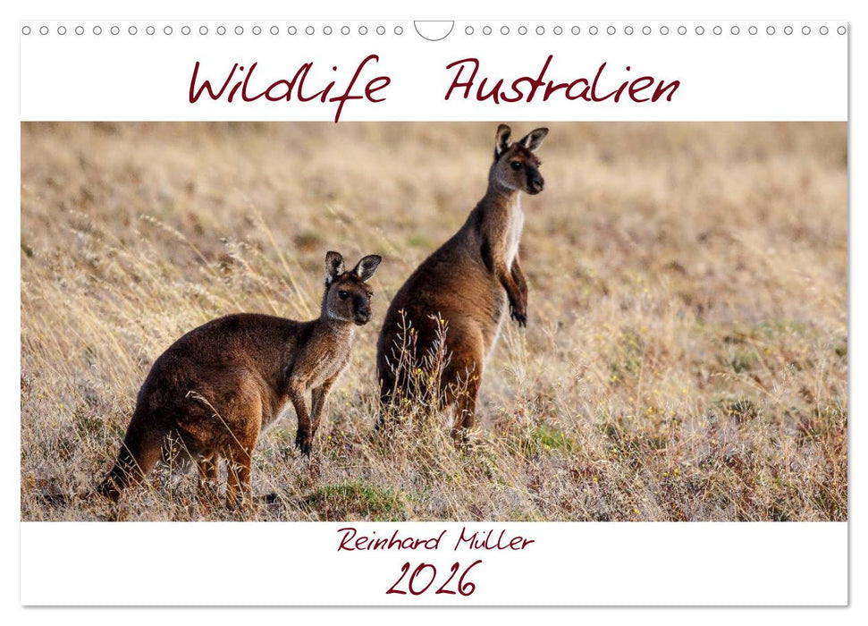 Wildlife Australien (CALVENDO Wandkalender 2026)