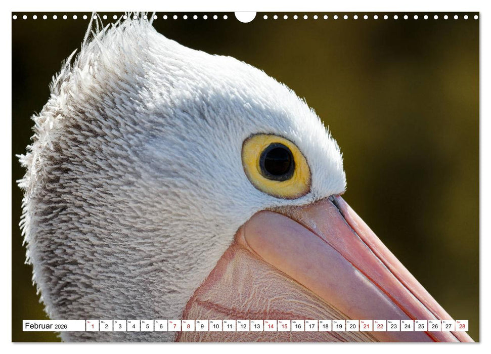 Wildlife Australien (CALVENDO Wandkalender 2026)