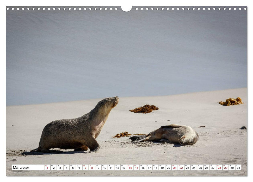 Wildlife Australien (CALVENDO Wandkalender 2026)