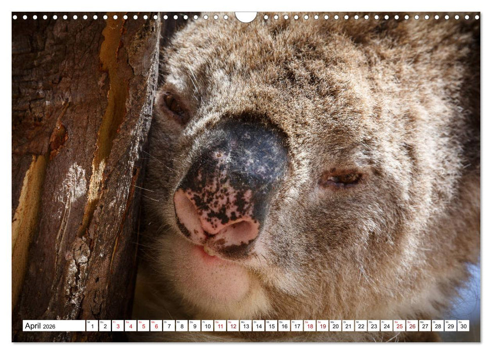 Wildlife Australien (CALVENDO Wandkalender 2026)