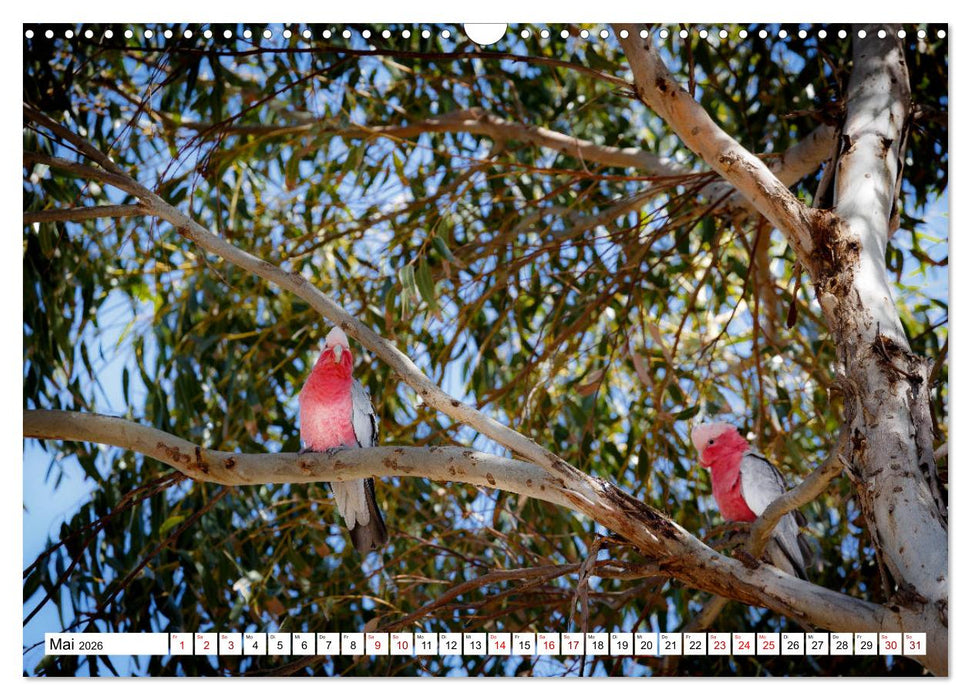 Wildlife Australien (CALVENDO Wandkalender 2026)