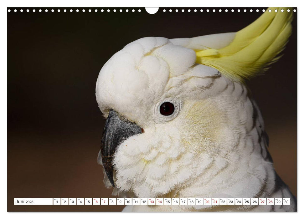 Wildlife Australien (CALVENDO Wandkalender 2026)