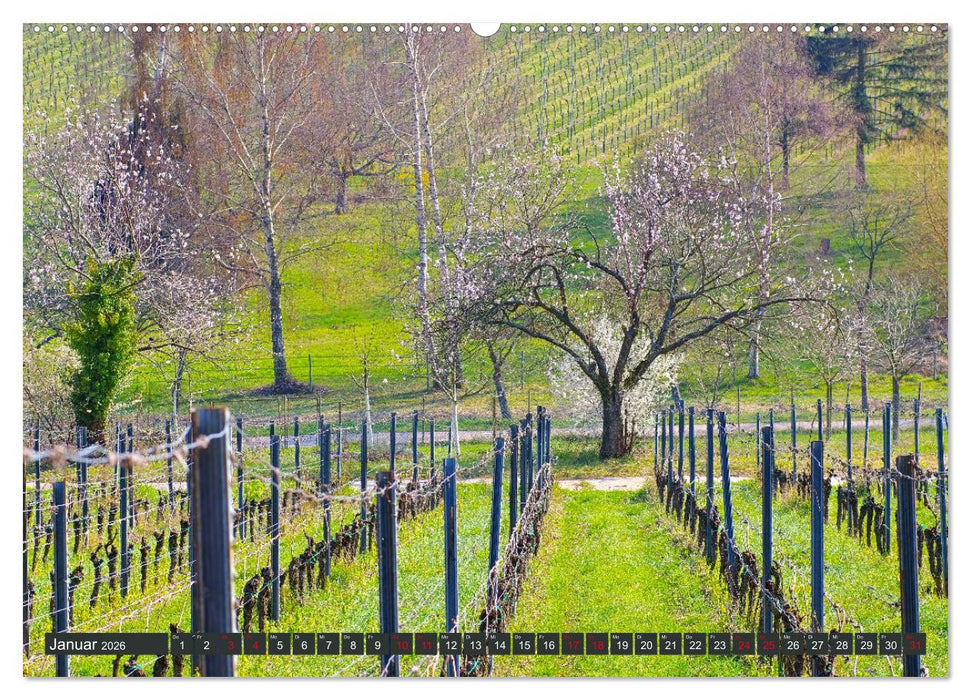 Mandelblütenzauber an der Deutschen Weinstraße (CALVENDO Wandkalender 2026)