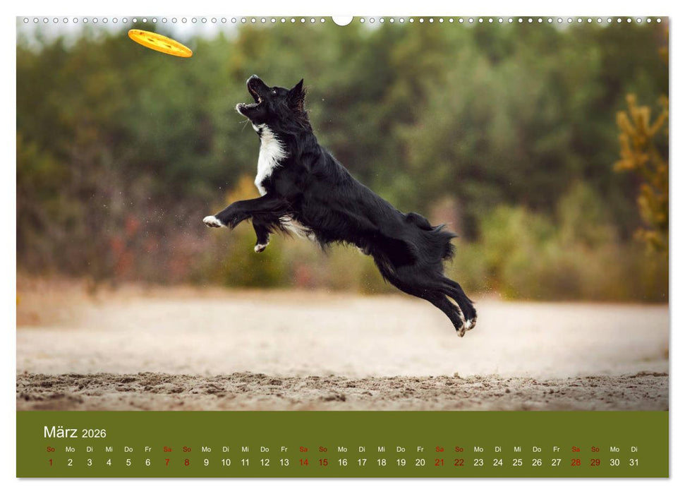 Australian Shepherd - Vielfalt in einer Rasse (CALVENDO Wandkalender 2026)