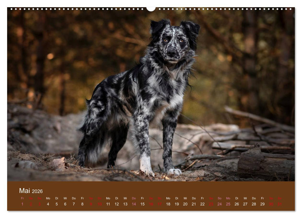 Australian Shepherd - Vielfalt in einer Rasse (CALVENDO Wandkalender 2026)