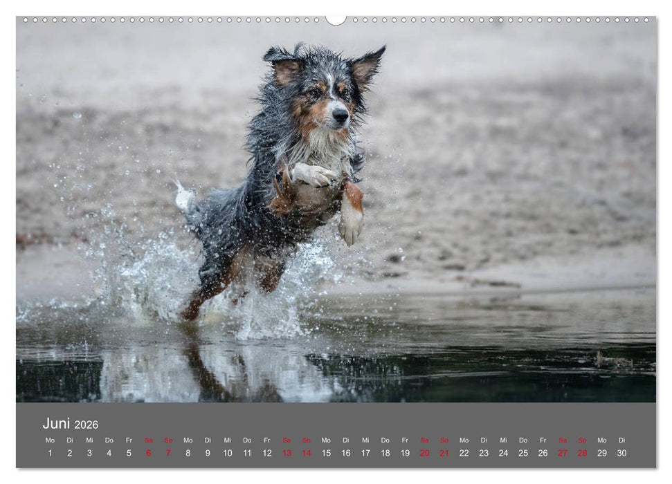 Australian Shepherd - Vielfalt in einer Rasse (CALVENDO Wandkalender 2026)