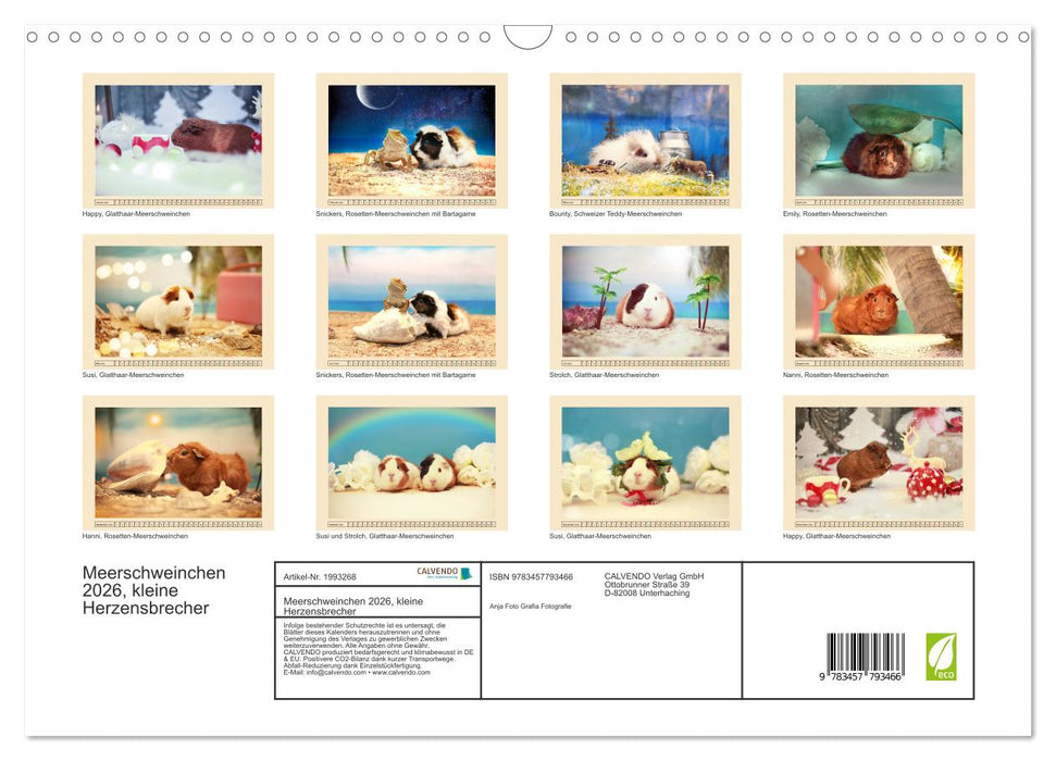 Meerschweinchen 2026, kleine Herzensbrecher (CALVENDO Wandkalender 2026)