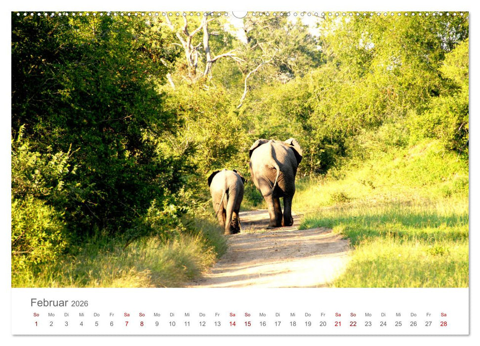 Safari / Afrika (CALVENDO Wandkalender 2026)