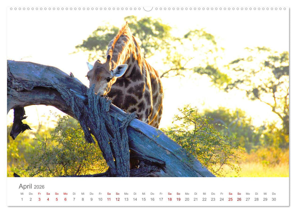 Safari / Afrika (CALVENDO Wandkalender 2026)