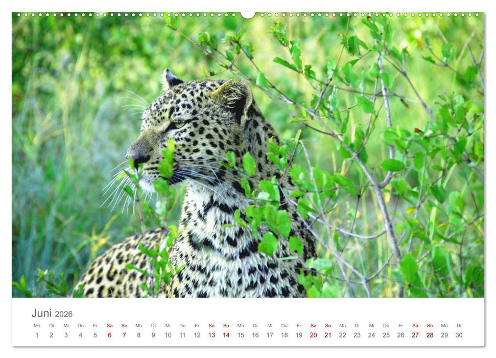 Safari / Afrika (CALVENDO Wandkalender 2026)