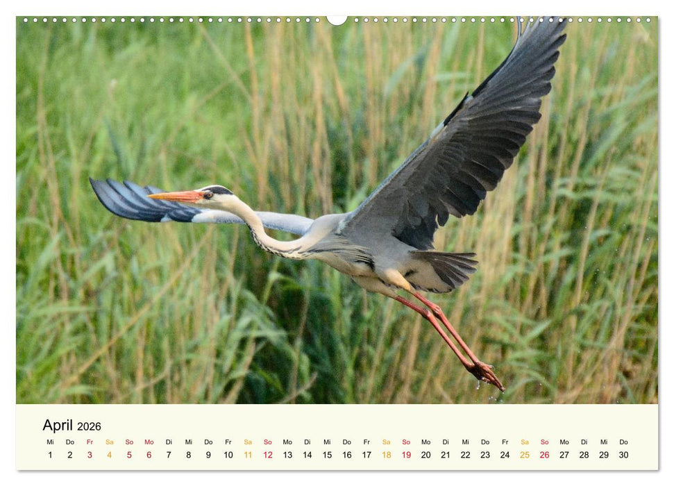 Bremen-Blockland (CALVENDO Wandkalender 2026)