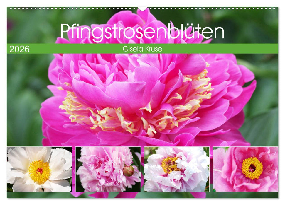 Pfingstrosenblüten (CALVENDO Wandkalender 2026)