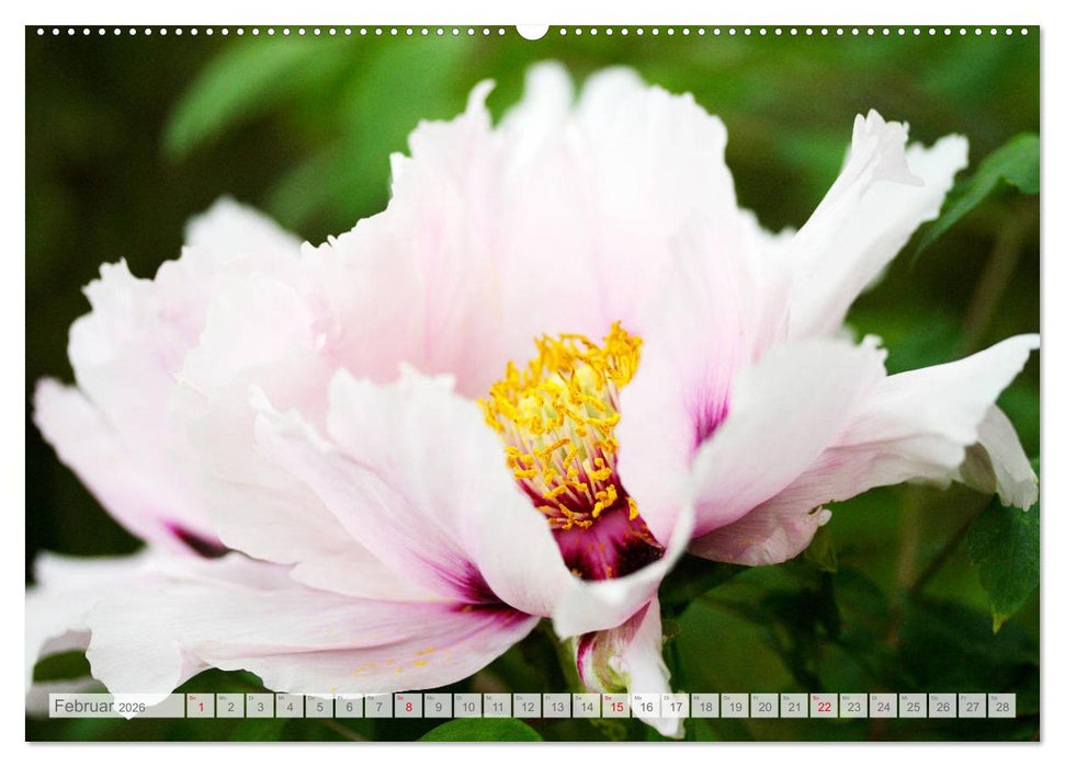 Pfingstrosenblüten (CALVENDO Wandkalender 2026)