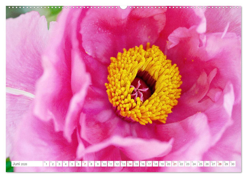 Pfingstrosenblüten (CALVENDO Wandkalender 2026)