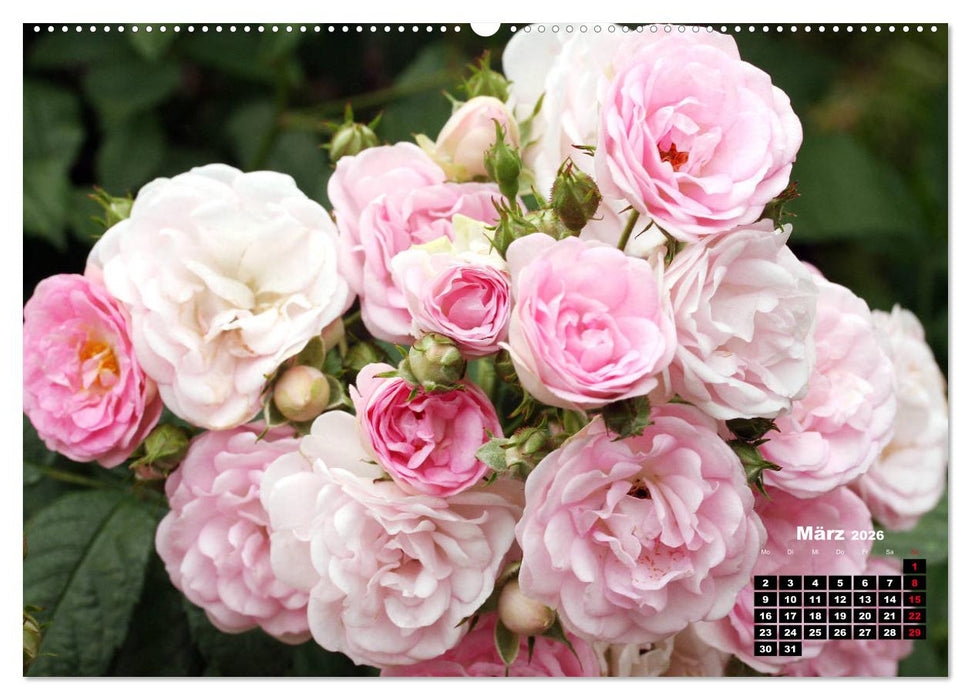 Magie der Rosen (CALVENDO Wandkalender 2026)