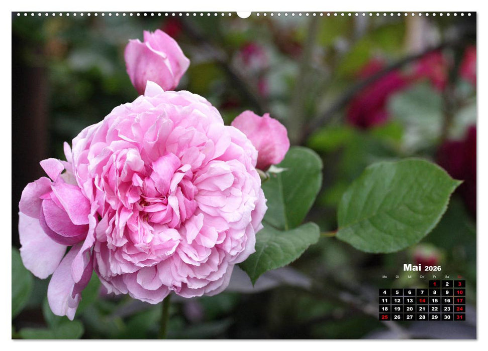 Magie der Rosen (CALVENDO Wandkalender 2026)