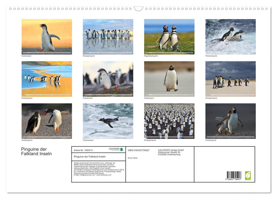 Pinguine der Falkland Inseln (CALVENDO Wandkalender 2026)