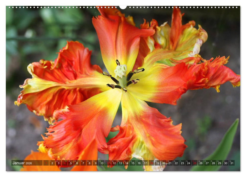 Im Tulpengarten (CALVENDO Wandkalender 2026)