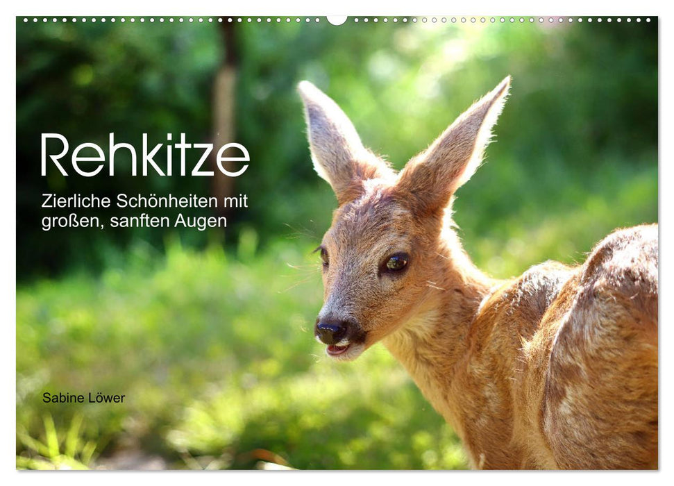 Rehkitze, zierliche Schönheiten mit großen, sanften Augen (CALVENDO Wandkalender 2026)