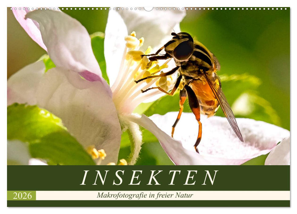 INSEKTEN - Makrofotografie in freier Natur (CALVENDO Wandkalender 2026)