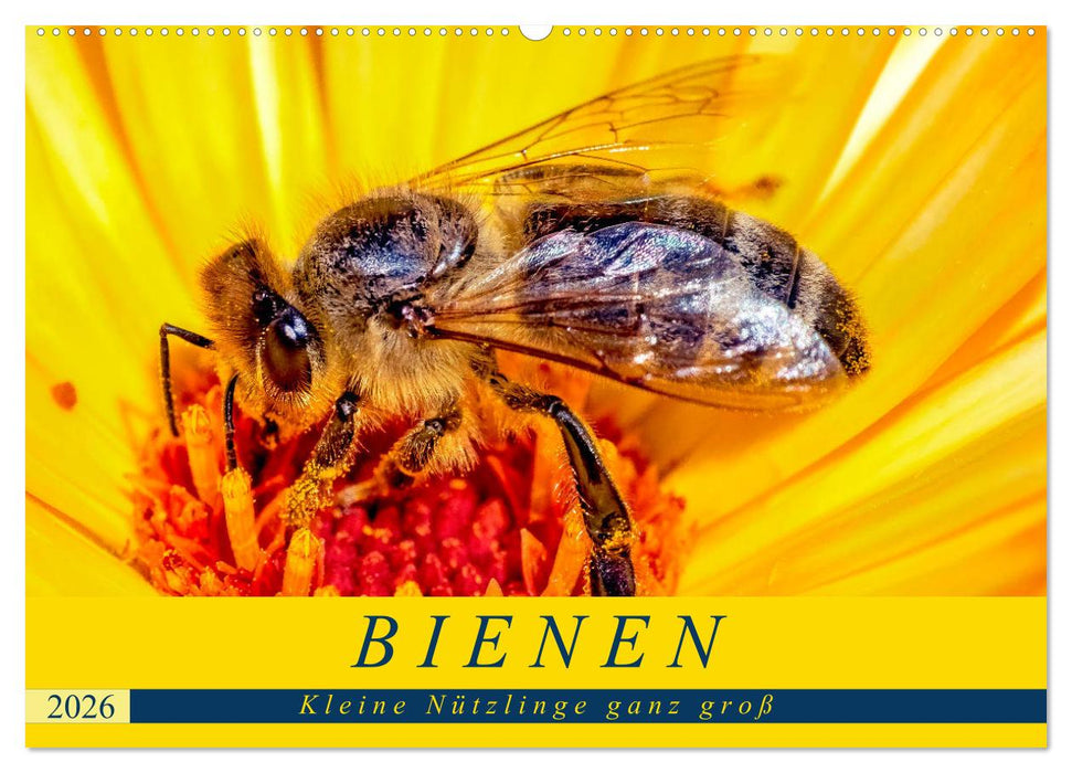 BIENEN - Kleine Nützlinge ganz groß (CALVENDO Wandkalender 2026)