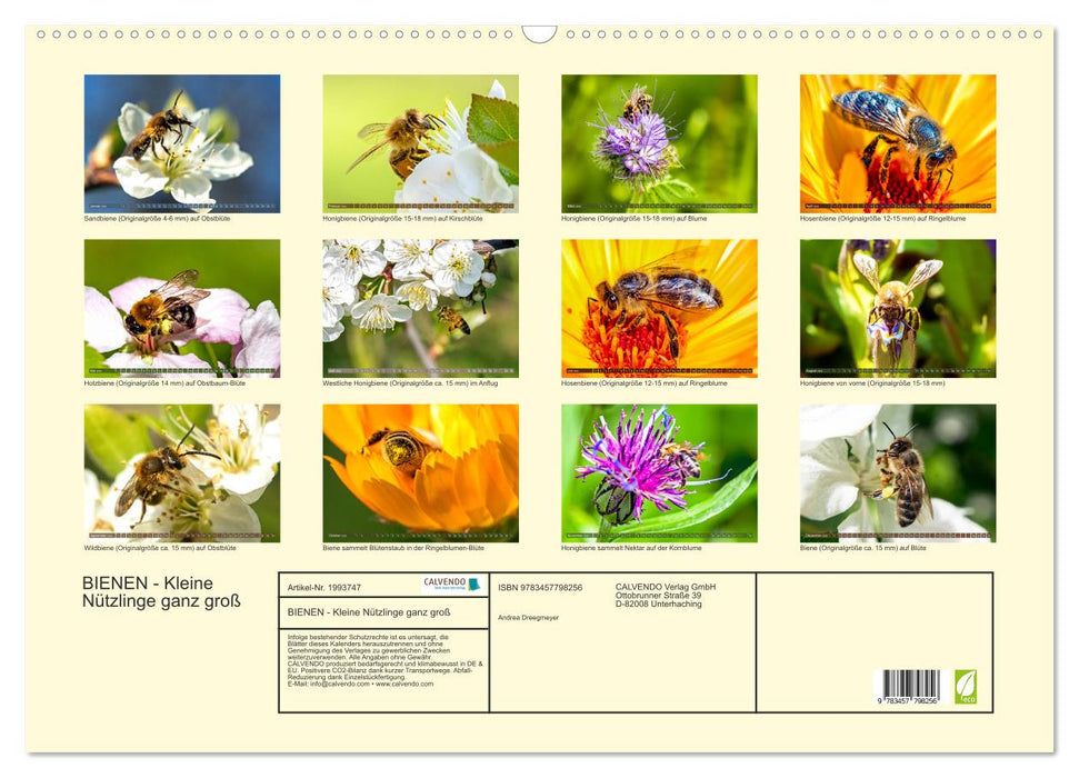 BIENEN - Kleine Nützlinge ganz groß (CALVENDO Wandkalender 2026)