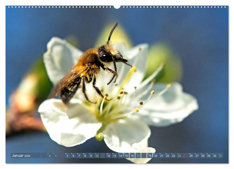 BIENEN - Kleine Nützlinge ganz groß (CALVENDO Wandkalender 2026)