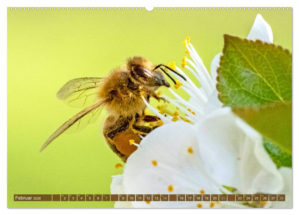 BIENEN - Kleine Nützlinge ganz groß (CALVENDO Wandkalender 2026)