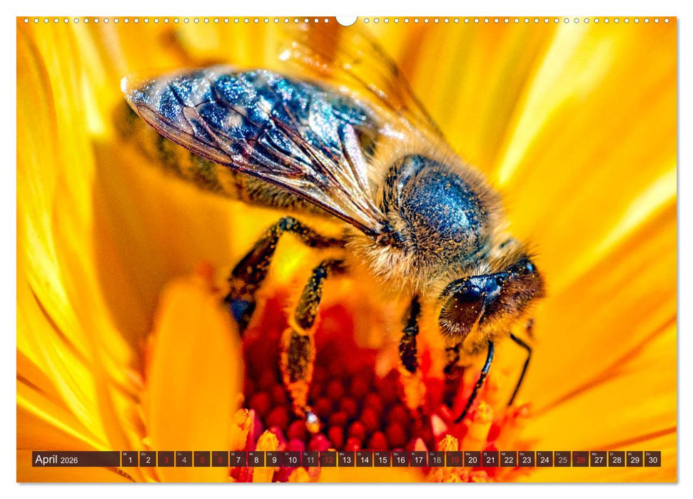 BIENEN - Kleine Nützlinge ganz groß (CALVENDO Wandkalender 2026)