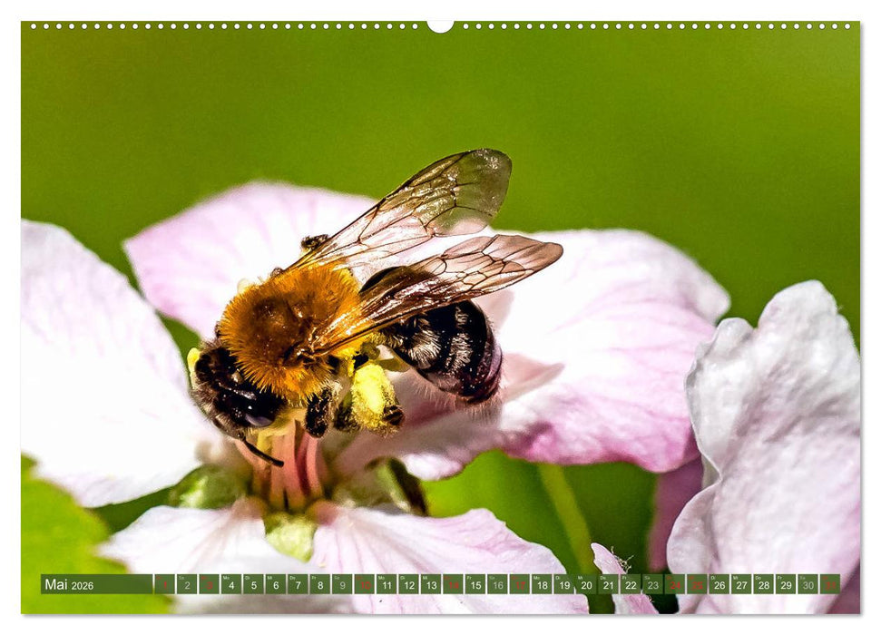 BIENEN - Kleine Nützlinge ganz groß (CALVENDO Wandkalender 2026)
