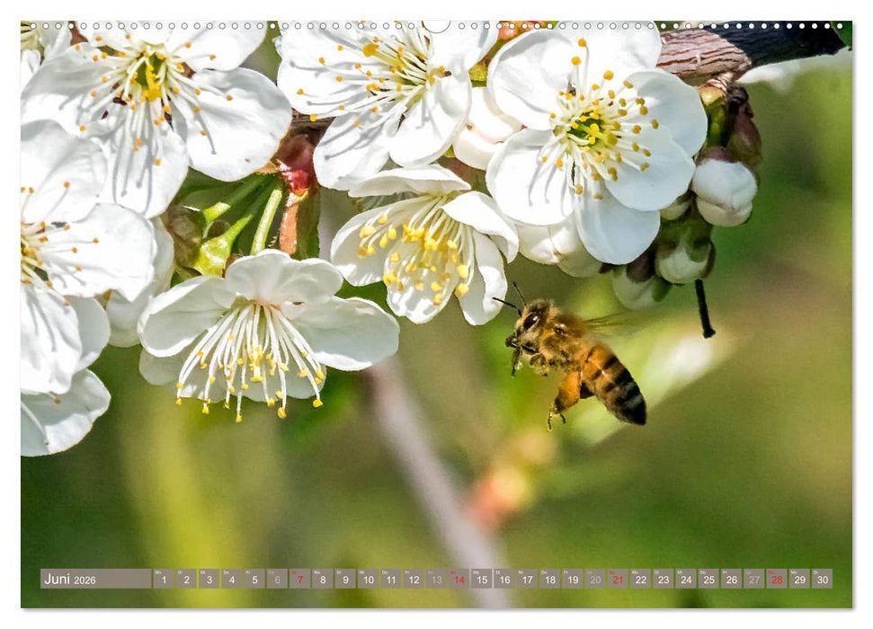 BIENEN - Kleine Nützlinge ganz groß (CALVENDO Wandkalender 2026)