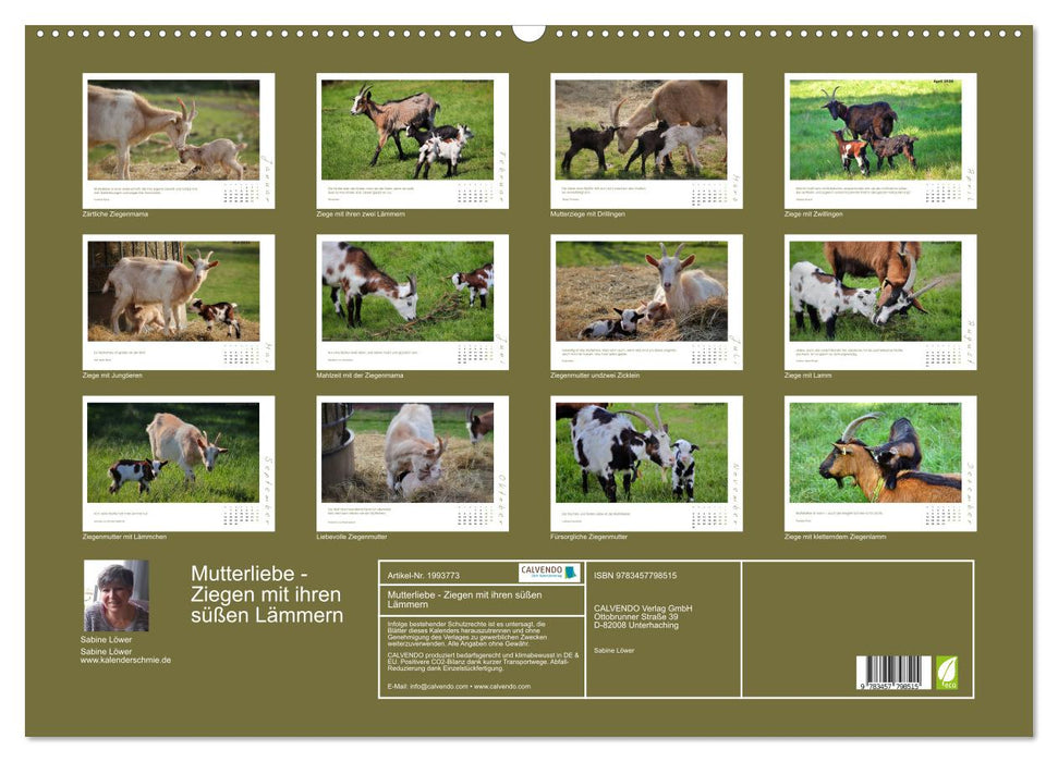 Mutterliebe - Ziegen mit ihren süßen Lämmern (CALVENDO Wandkalender 2026)