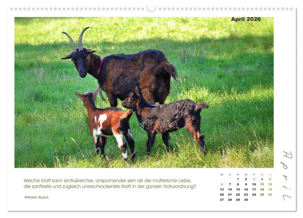 Mutterliebe - Ziegen mit ihren süßen Lämmern (CALVENDO Wandkalender 2026)