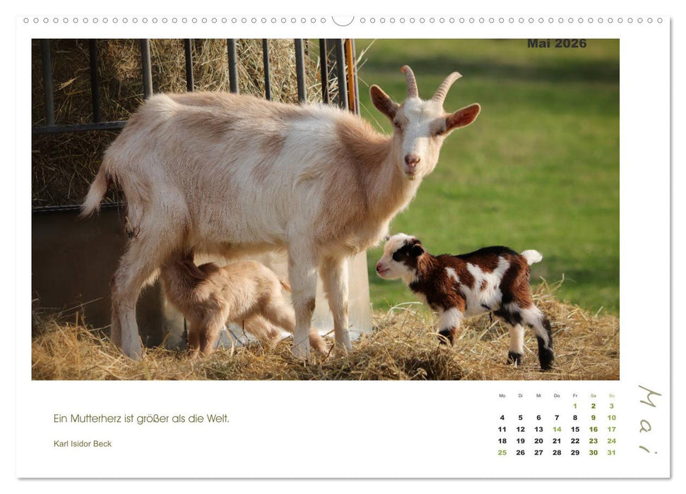 Mutterliebe - Ziegen mit ihren süßen Lämmern (CALVENDO Wandkalender 2026)