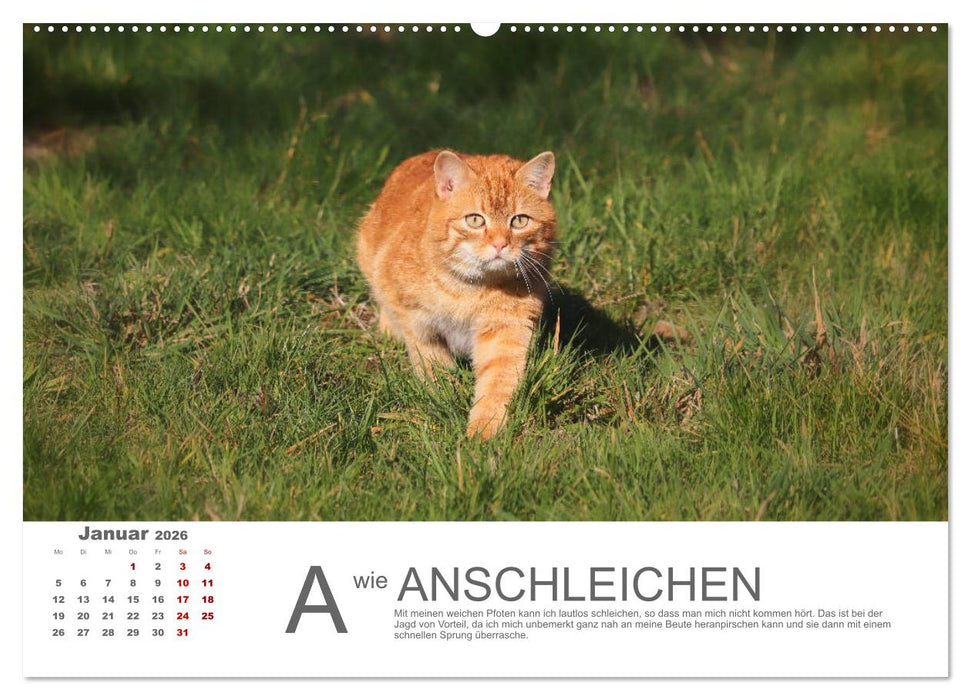 Katzen ABC (CALVENDO Wandkalender 2026)