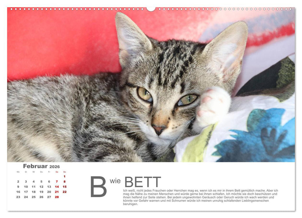 Katzen ABC (CALVENDO Wandkalender 2026)