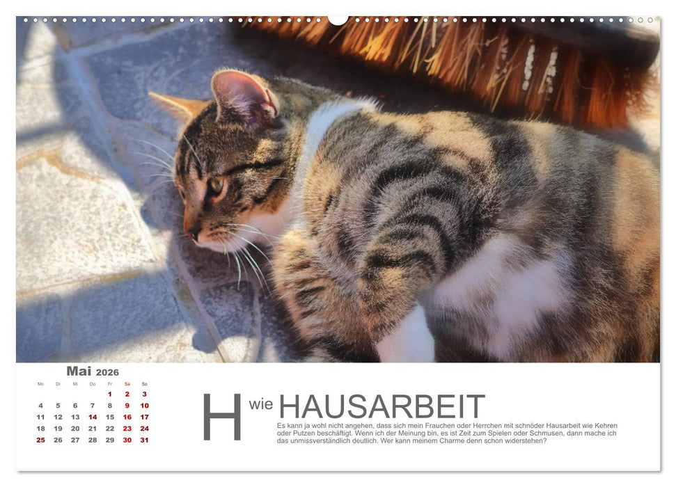 Katzen ABC (CALVENDO Wandkalender 2026)