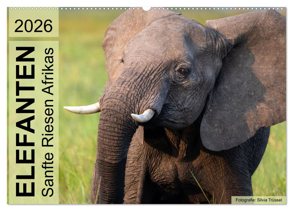 Elefanten - Sanfte Riesen Afrikas (CALVENDO Wandkalender 2026)