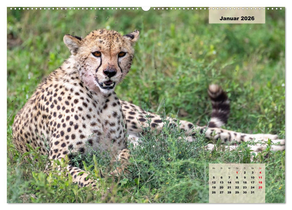 Raubkatzen - Löwe, Gepard, Leopard (CALVENDO Wandkalender 2026)