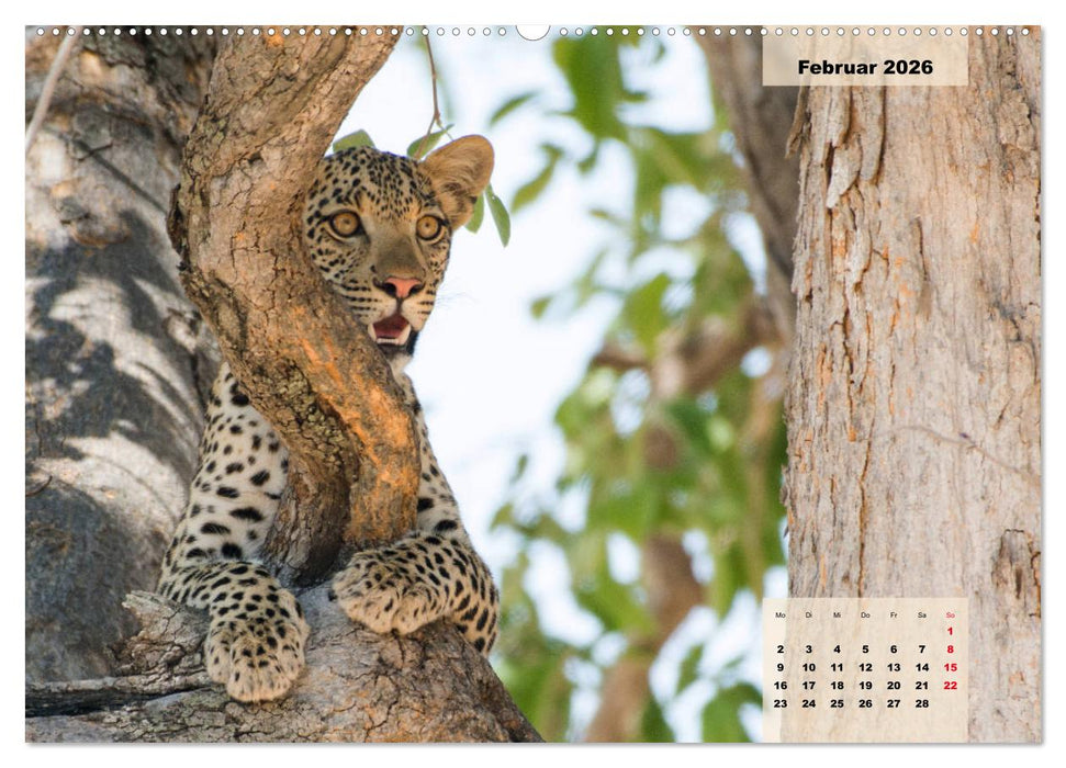 Raubkatzen - Löwe, Gepard, Leopard (CALVENDO Wandkalender 2026)