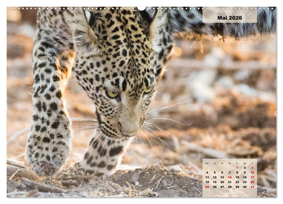 Raubkatzen - Löwe, Gepard, Leopard (CALVENDO Wandkalender 2026)