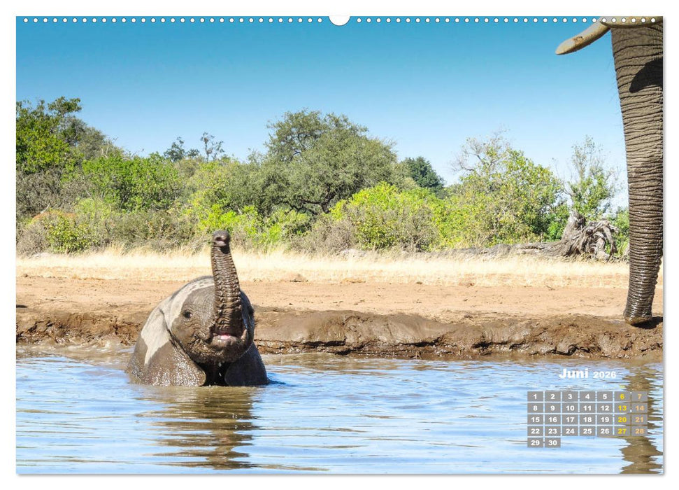 Babyelefanten (CALVENDO Wandkalender 2026)