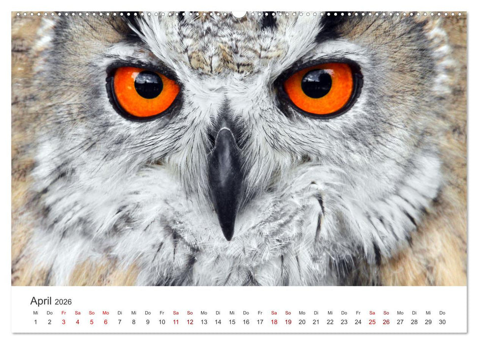 GREIFVOGEL- UND EULENPORTRÄTS (CALVENDO Wandkalender 2026)