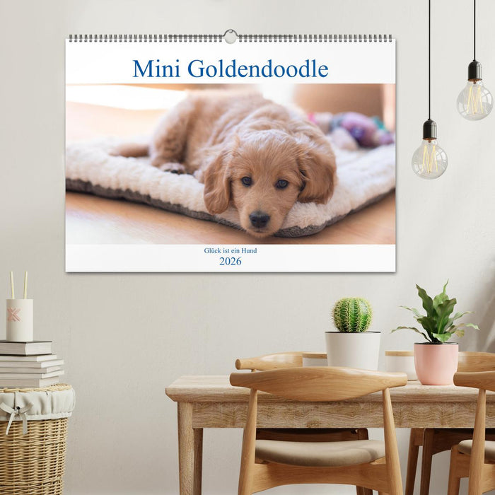 Mini Goldendoodle - Glück ist ein Hund (CALVENDO Wandkalender 2026)