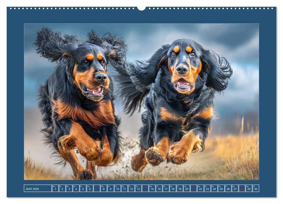 Gordon Setter. Edle Seelen in der Natur (CALVENDO Wandkalender 2026)