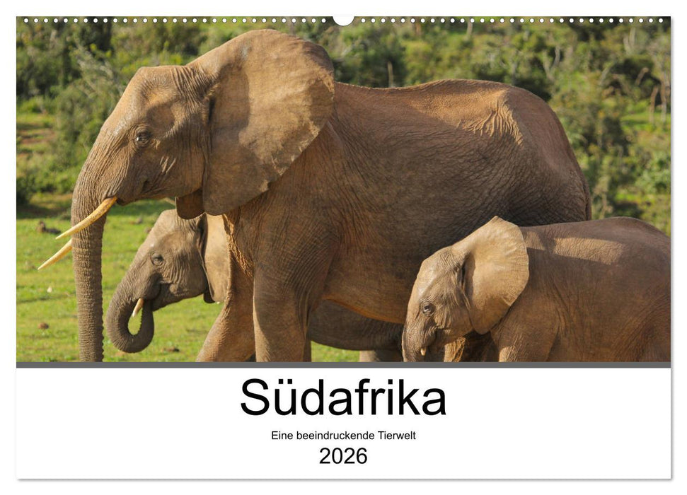 Südafrika - Eine beeindruckende Tierwelt (CALVENDO Wandkalender 2026)